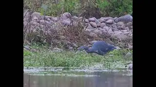 Garza Azul (Egretta caerulea)