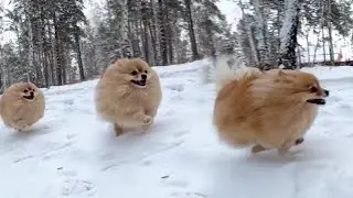 Сверхскоростная зимняя прогулка Баси!