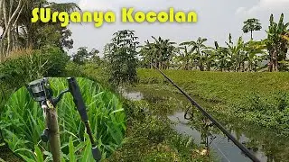 mancing gabus di spot sungai persawahan