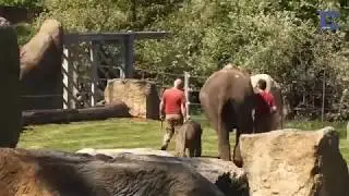 Un madre elefante no puede despertar a su cría y llama a los empleados del ZOO