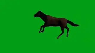 Horse running green screen video | Copyright Free