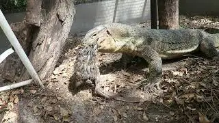 SLINKY EATS A RABBIT WHOLE!
