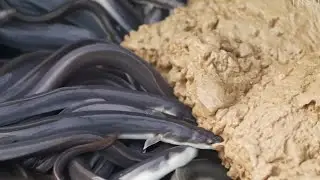 Why Japanese Eel Is So Expensive
