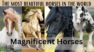 Marvel of Nature: Most beautiful Horses in the World in 4k Ultra HD | Nature's Sweet Tales.