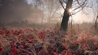 Dvorak   Romance for piano and violin, Op 11