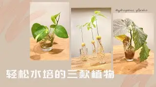 分享三款非常好养的水培植物｜百分百成功的方法｜牛油果核水培｜斑叶秋海棠水培繁殖｜绿萝水培剪枝水培