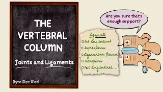 The vertebral column | Joints and Ligaments | The skeletal system | Osteology | Anatomy Doodles