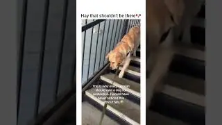 Guys, Goose is literally the best bodygu 