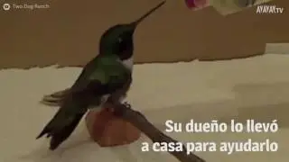 El perro que fue rescatado y salvó otra vida