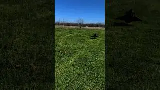 RC Rafale landings, the last one is the best!! 
