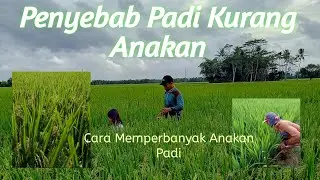 CARA MEMPERBANYAK ANAKAN PADI