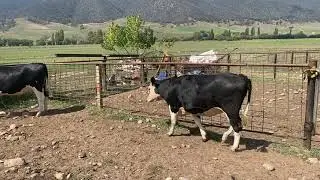 A/C ‘AF NICHOLAS’ Corryong - 2 Hereford/Frisian X F1 PTIC Heifers - Rising 2 Year Old