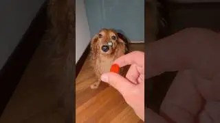 DOGS LOVE TOMATOES 