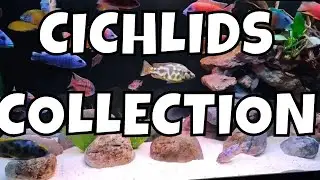 My Stunning Cichlid Collection - A Showcase of Beauty and Diversity