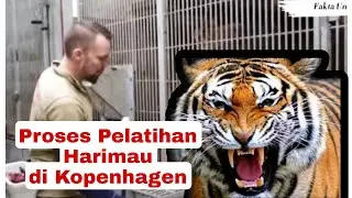 Proses Training Harimau di Kopenhagen || Tiger Training #kopenhagenzoo #faktaunik #lion