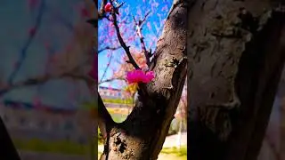 Home version TV4D animation high-definition video download roller coaster material (email transfer)
