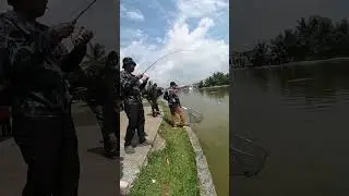 fish on patin kolam | pes strawberry | #shorts