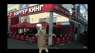 Котик шнапи гуляет по России
