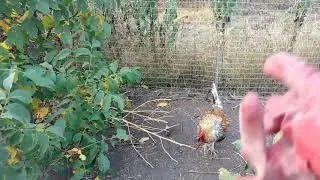 Еда на вынос для Півня, и молодые петушки, доп меню кур