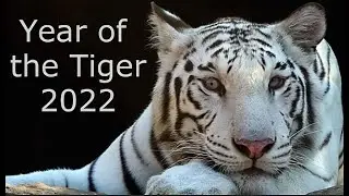 2022 Year of theTiger