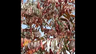 Staghorn sumac or vinegar tree 2020
