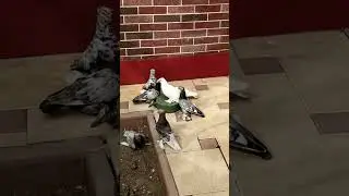 Голуби Чечни. г. Шали.