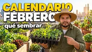 Calendario de siembra 👨🏽‍🌾 del mes de FEBRERO 💚 | Qué sembrar en mi huerto urbano FACIL Y RAPIDO 🌱