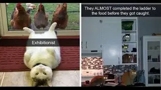 TOP 11 WTF and Funny Photos of cats