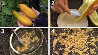 Récolter des graines concombre | Harvesting Cucumber Seeds