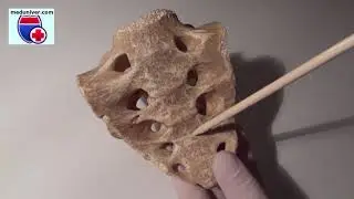 Sacrum - sacral vertebrae anatomy - meduniver.com