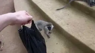 Чуть пакет у меня не отжали / Monkeys would steal a bag of my hands