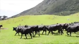 Hayvan saldırıları