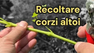 Corzi pentru altoire verde in verde .O metoda buna de recoltare si ambalare pentru expediere.