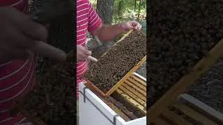 My First Bee Hive Experience