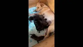 Ксю ищет дом:) и немного вчерашней новой семьи