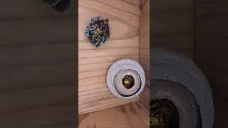 ヤバめの蜂とヤバめの蜂が大喧嘩！アシナガバチ vs スズメバチ