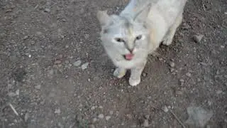 Kucing Yang Sangat Lucu