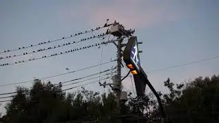 大量のムクドリの群れ