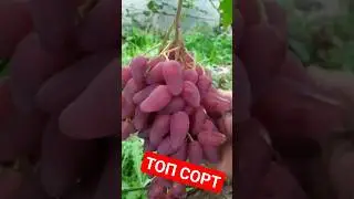 Этот виноград должен быть на каждом участке. Отгадайте что это за сорт?