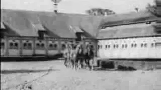 Gross Trakehnen, Конезавод в пос. Ясная Поляна, Trakehner