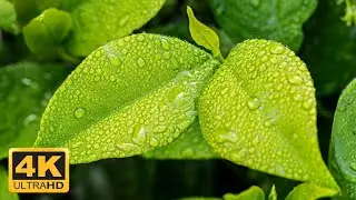 Free 4K Beautiful Leaves Overlay - No Copyright Stock Video - Free Video Footage