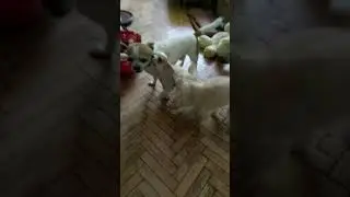 Наше,домашнее..