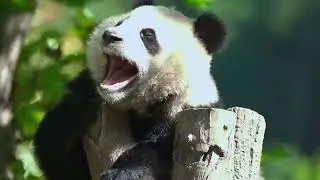 Giant Impact of Panda Mini EV: a Story of One Panda. Geely Participates in Giant Panda Conservation.