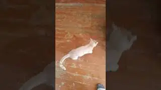 Мурлик в шоке от чистоты🤣🤣🤣