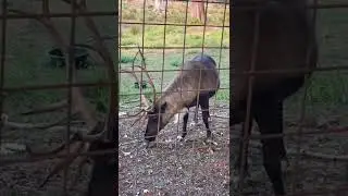 Awww  🦌Caribou Cute Chewing 🤍💛🧡💚💙💜❤️ 