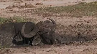 Buffalo, Kruger Park @photosofafrica