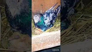 #Первый птинец 2024г#армянский мраморный голубь#pigeon 🇦🇲✌️