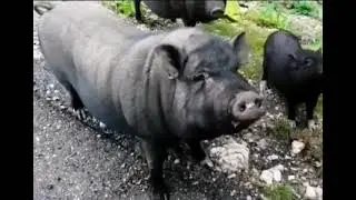 ПЕРЕОЗВУЧКА Животных | Смешная озвучка