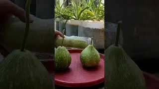 harvest water pumpkin, luffa and bitter melon