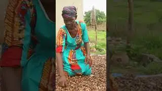 These farmers pick the best nuts to make high quality shea butter. #SheaButter #Farming #Africa